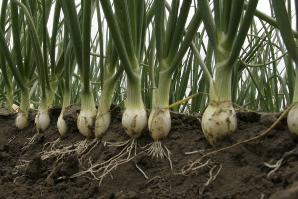 Kraken istand onion